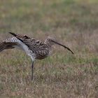 Brachvogel beim Frühsport