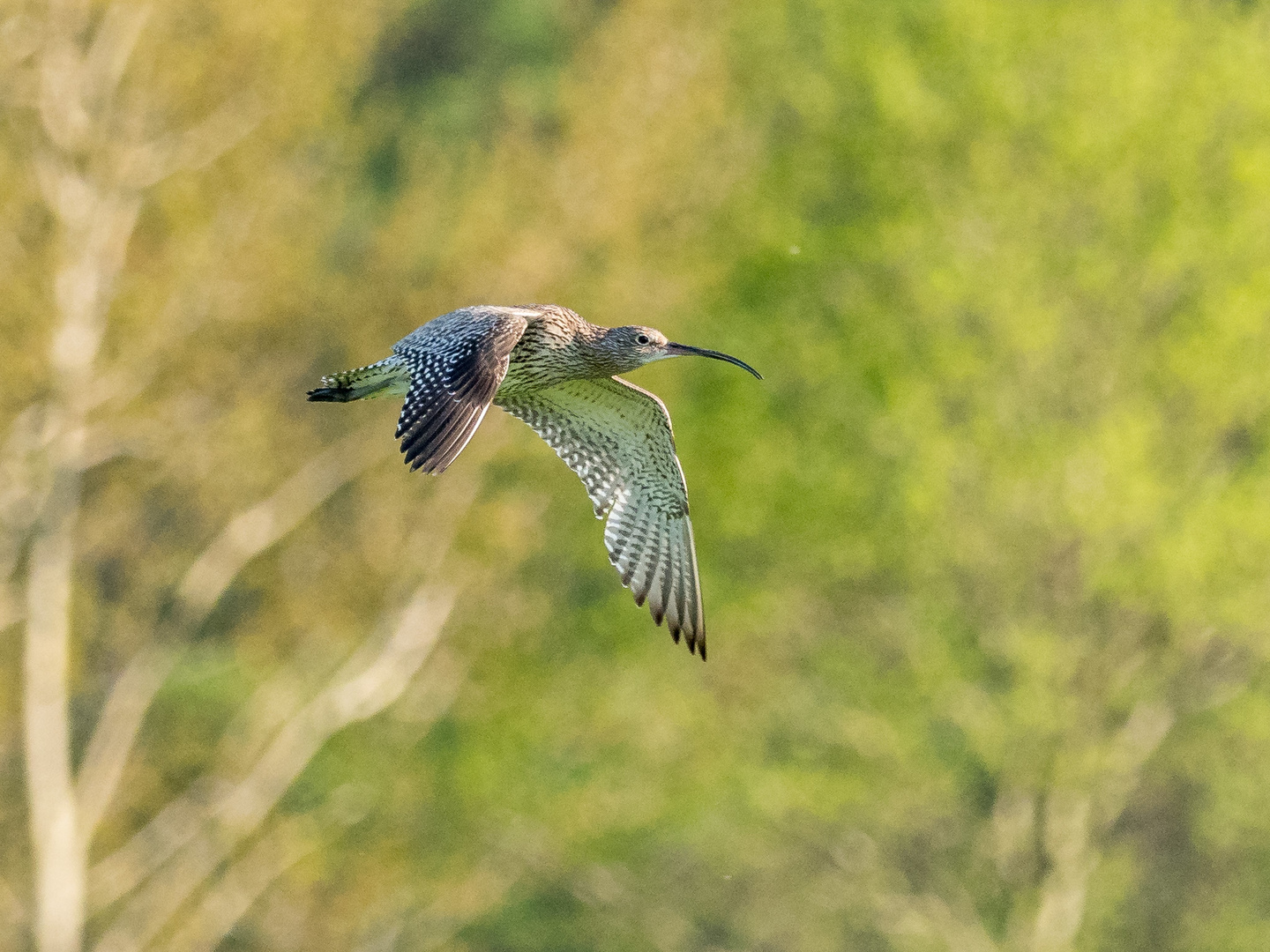 Brachvogel