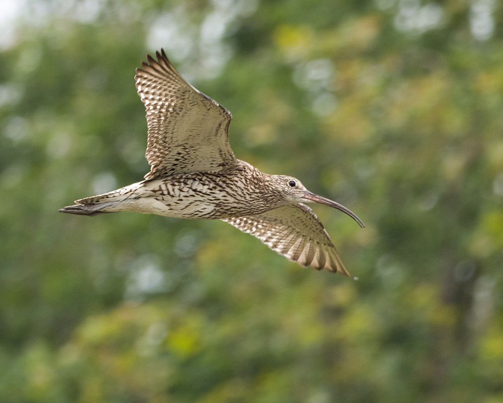 Brachvogel