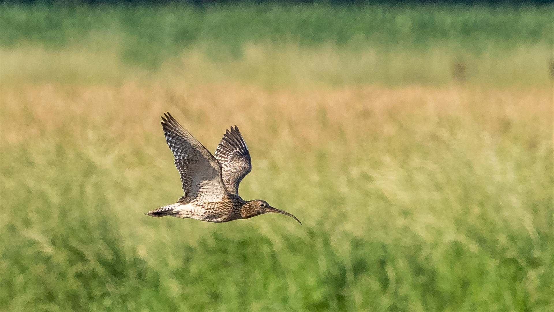 Brachvogel