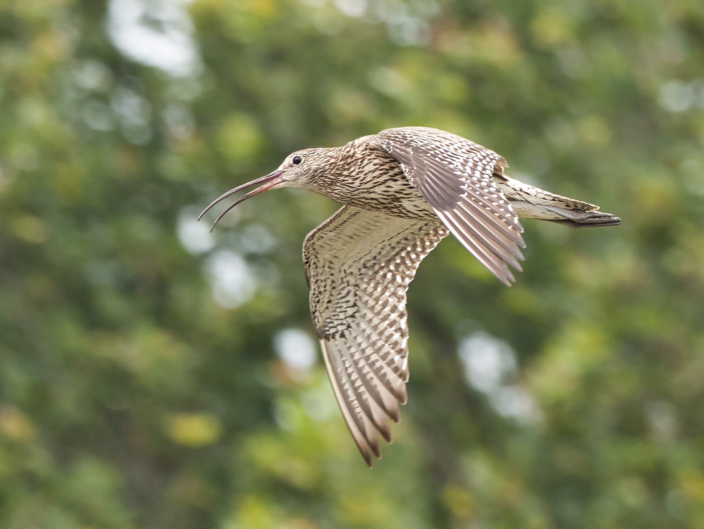 Brachvogel