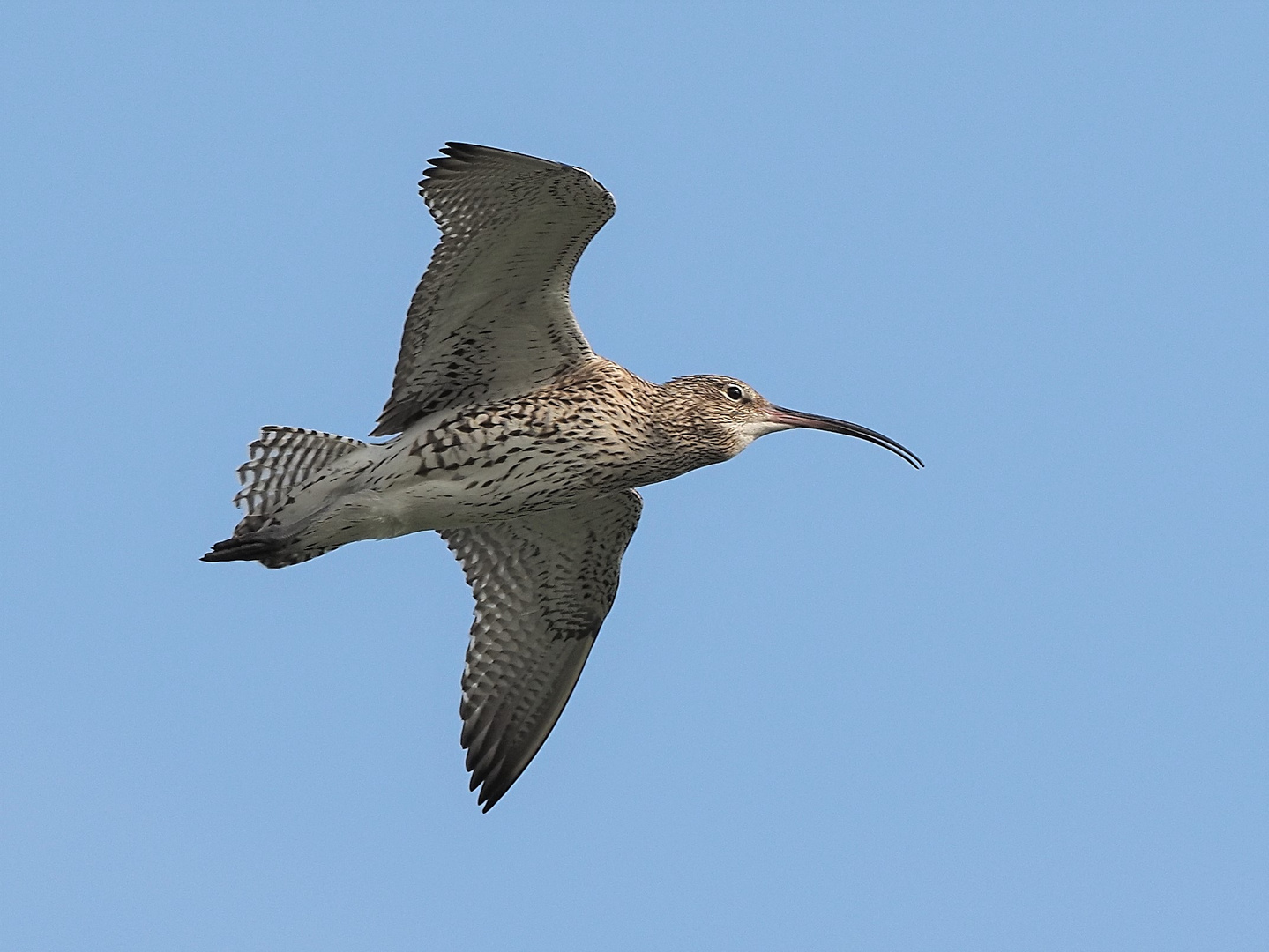 Brachvogel