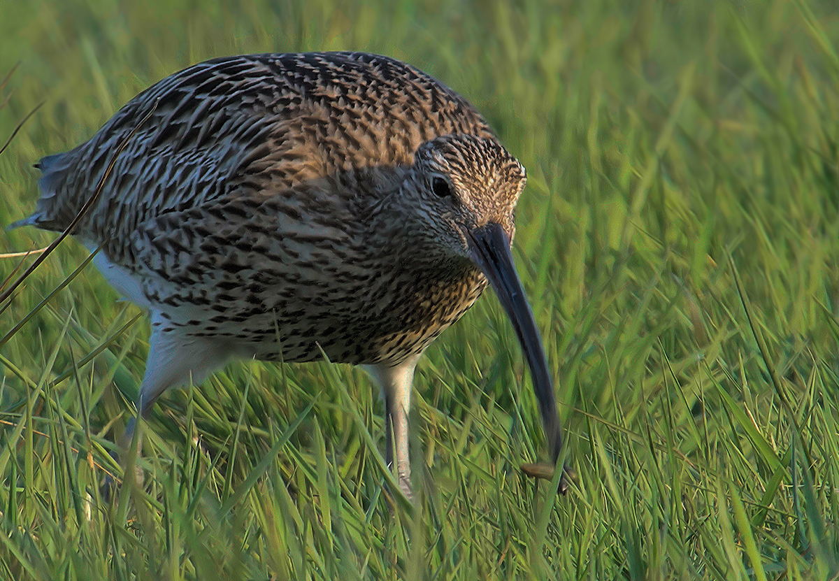 Brachvogel