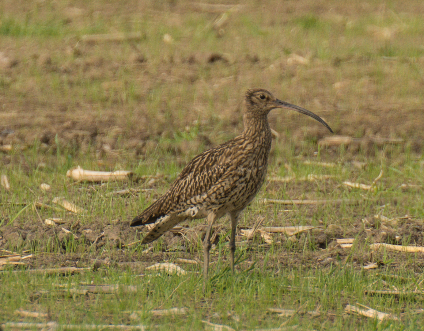 Brachvogel