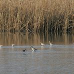 Brachvogel II, Lebensraum Flachwasserzone