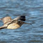 Brachvogel im Flug