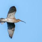 Brachvogel-im-Flug