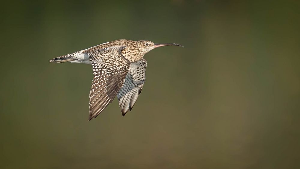 Brachvogel im Flug