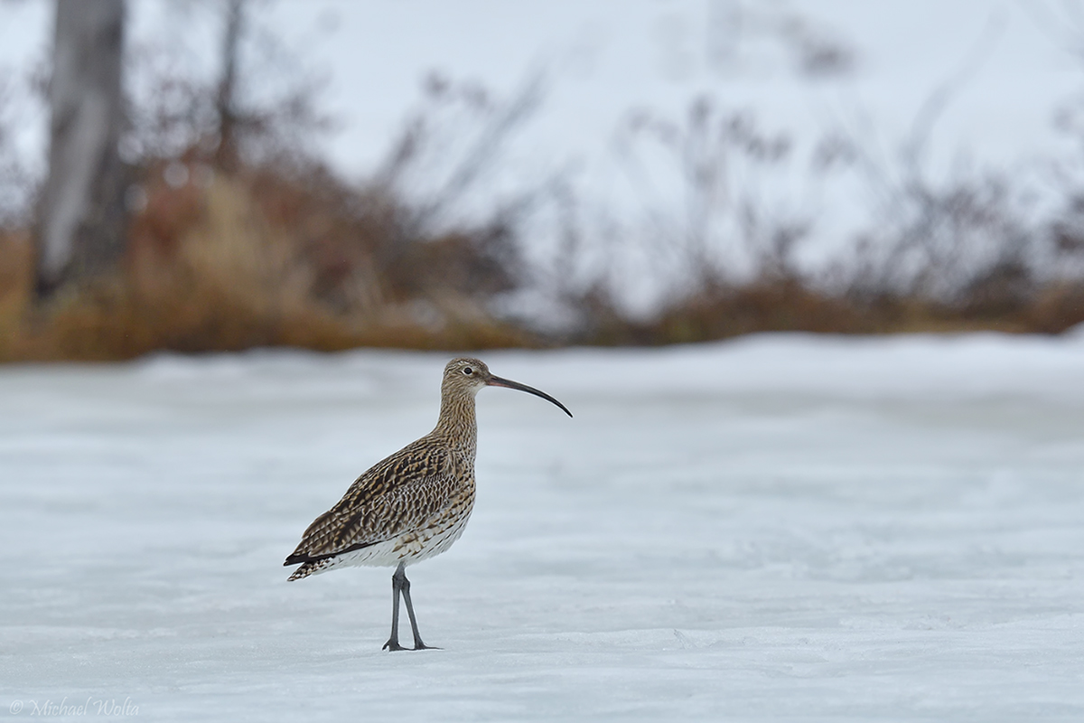 Brachvogel im Schnee