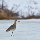 Brachvogel im Schnee