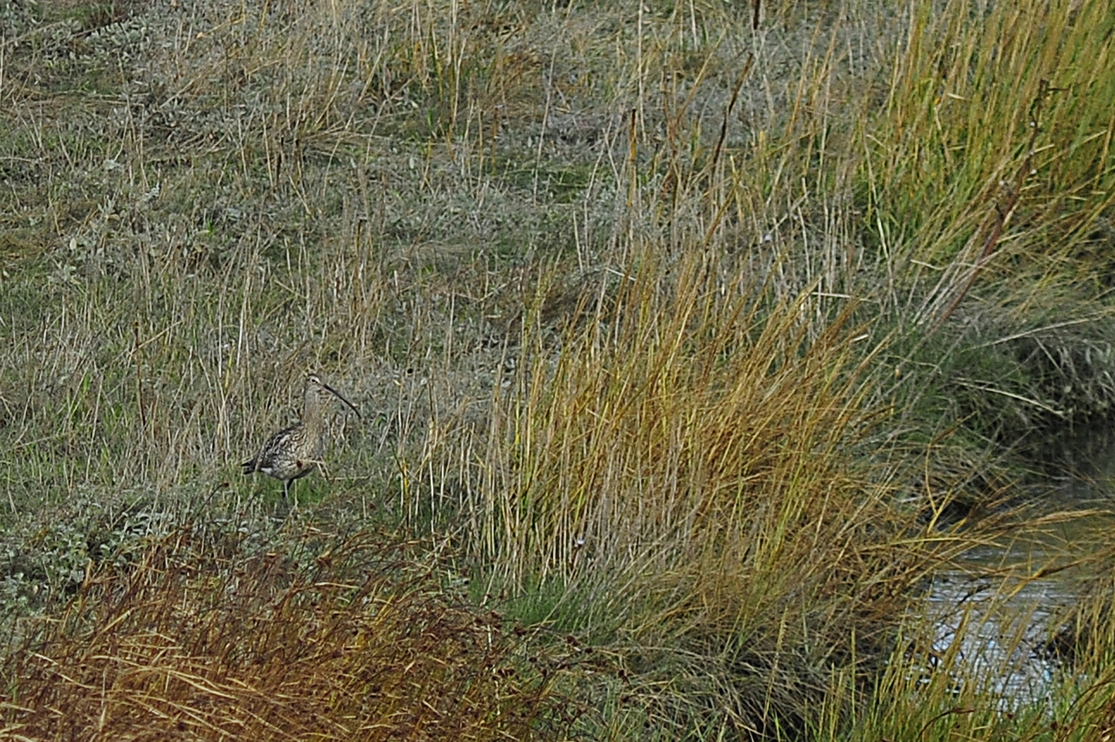 Brachvogel in den Salzwiesen des Deichvorlandes bei Cuxhaven-Duhnen ...