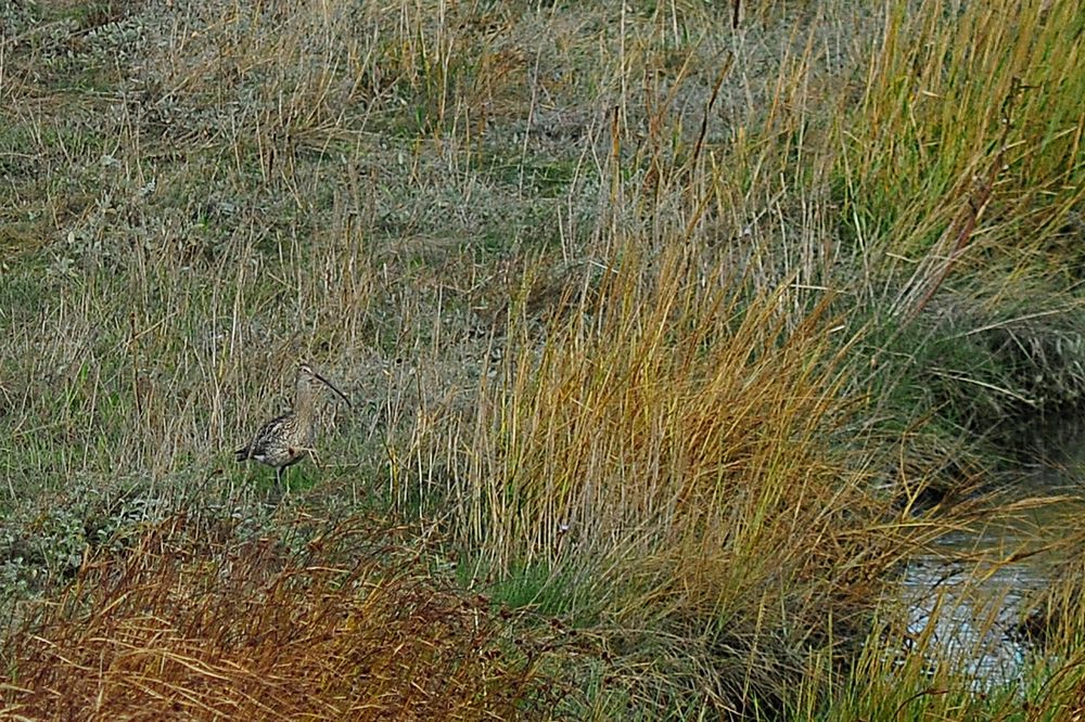 Brachvogel in den Salzwiesen des Deichvorlandes bei Cuxhaven-Duhnen ...