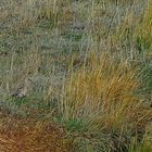 Brachvogel in den Salzwiesen des Deichvorlandes bei Cuxhaven-Duhnen ...