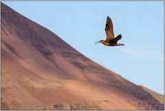 Brachvogel in Island