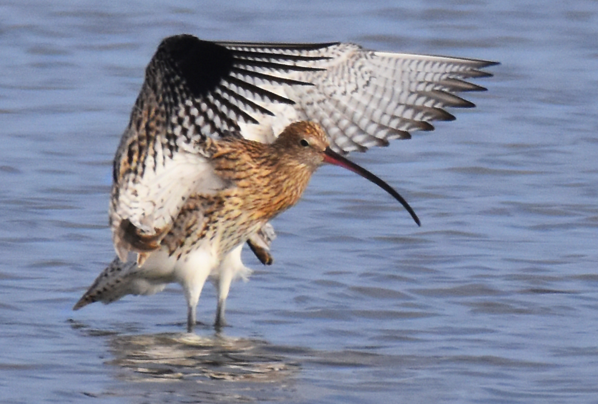 Brachvogel in Position