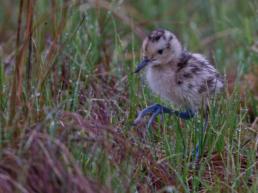 Brachvogel-Küken (Curlew)