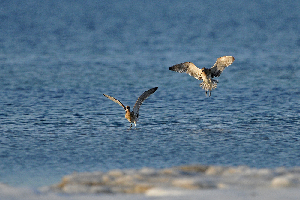 Brachvogel – Landung