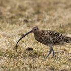 Brachvogel macht "Wurmkur"