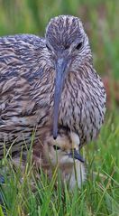 Brachvogel mit Küken