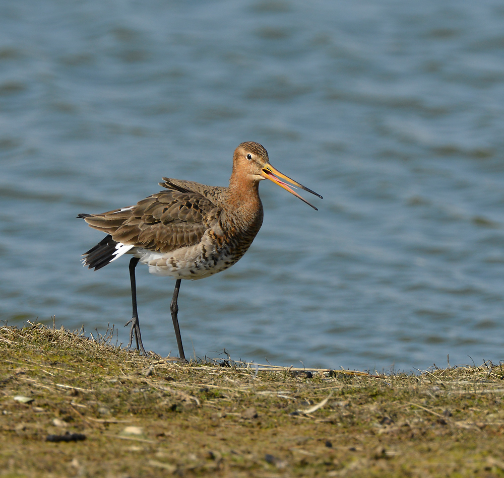 Brachvogel Texel D800