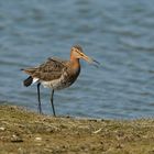 Brachvogel Texel D800