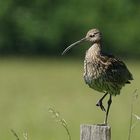 Brachvogel - Verletzt und müde