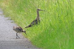 Brachvogelfamilie