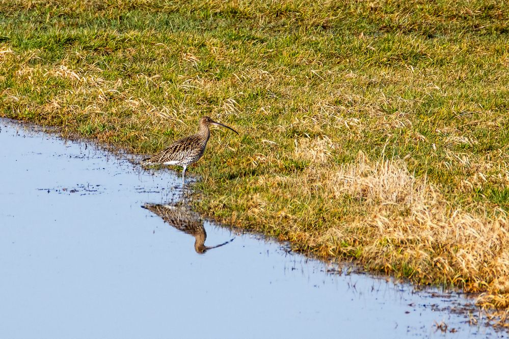 Brachvogel_MG_0110