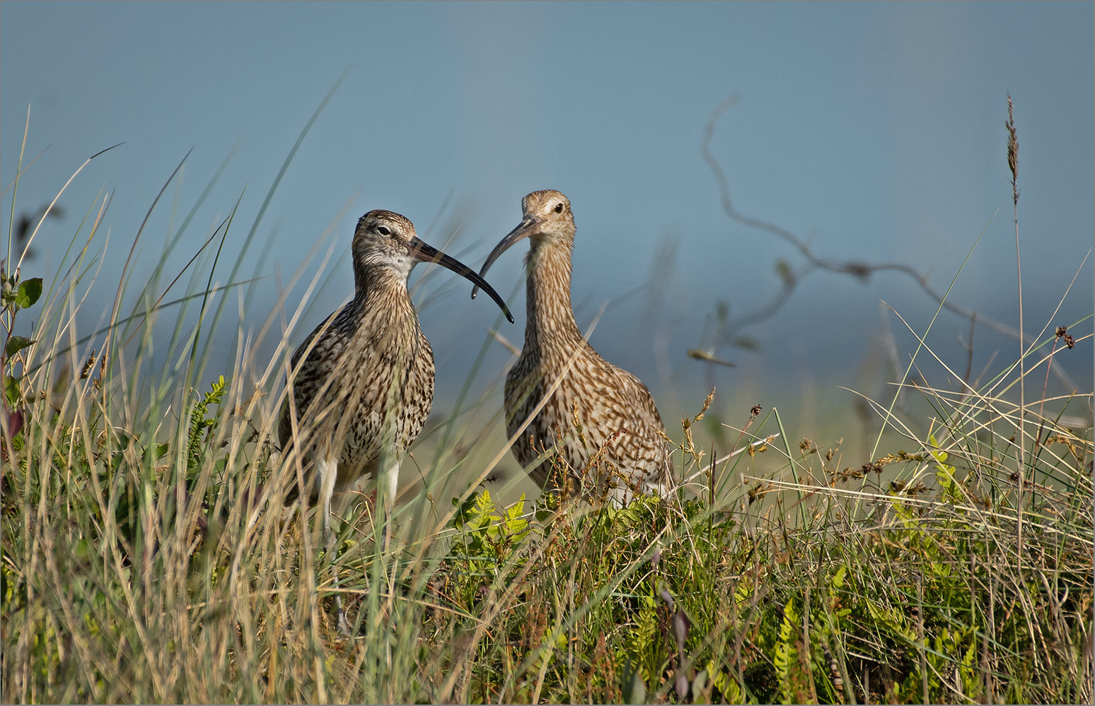 Brachvogelpaar   . . .