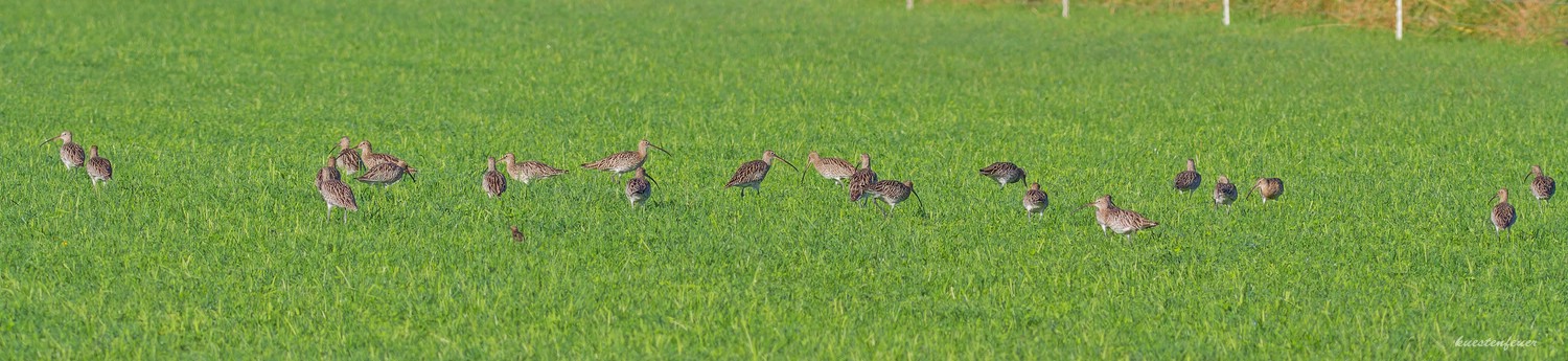 Brachvogeltreffen....