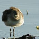 Brachwasserläufer in Bewegung