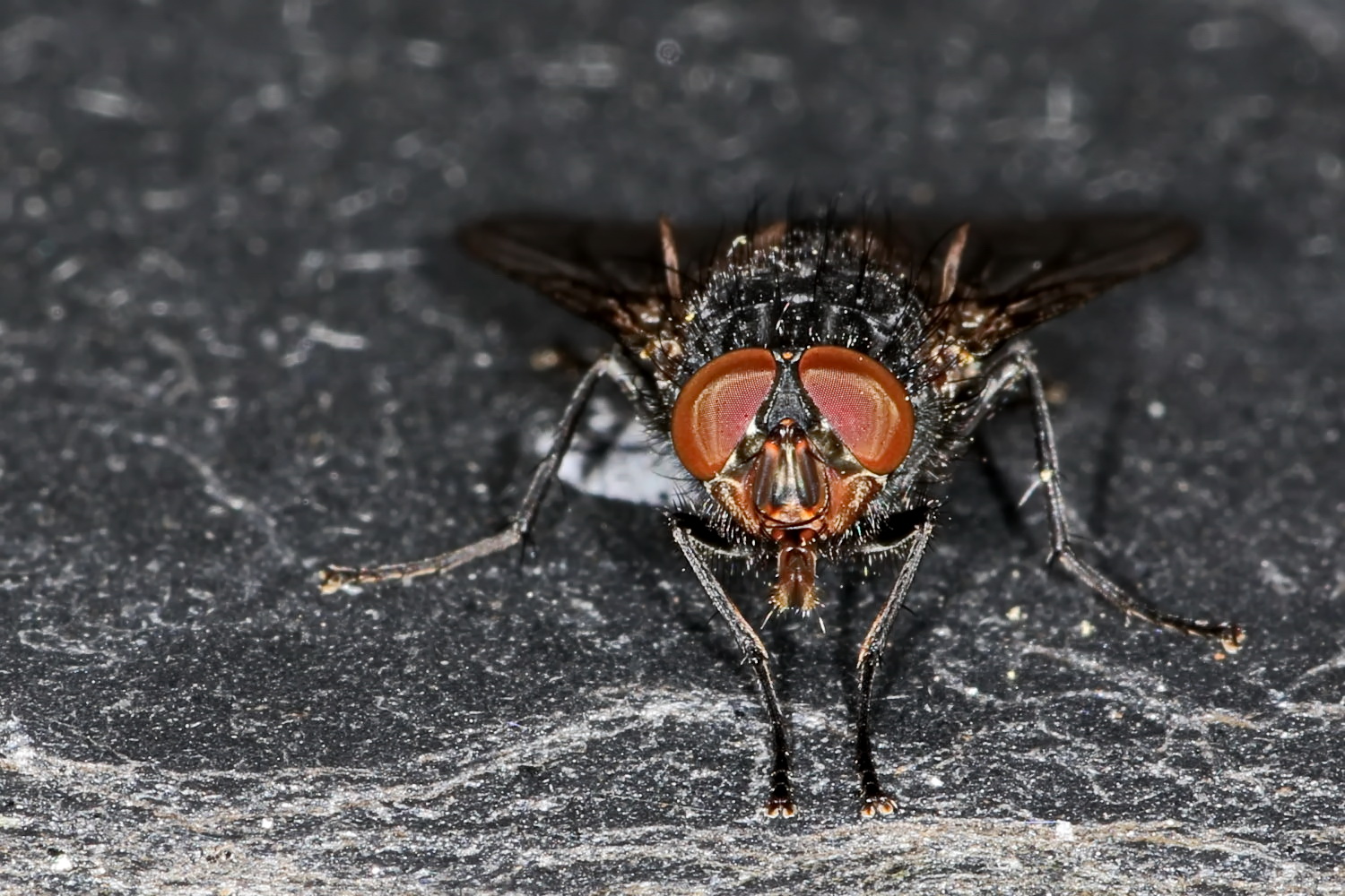 Brachycera Foto & Bild fliegen, fotos, makro Bilder auf
