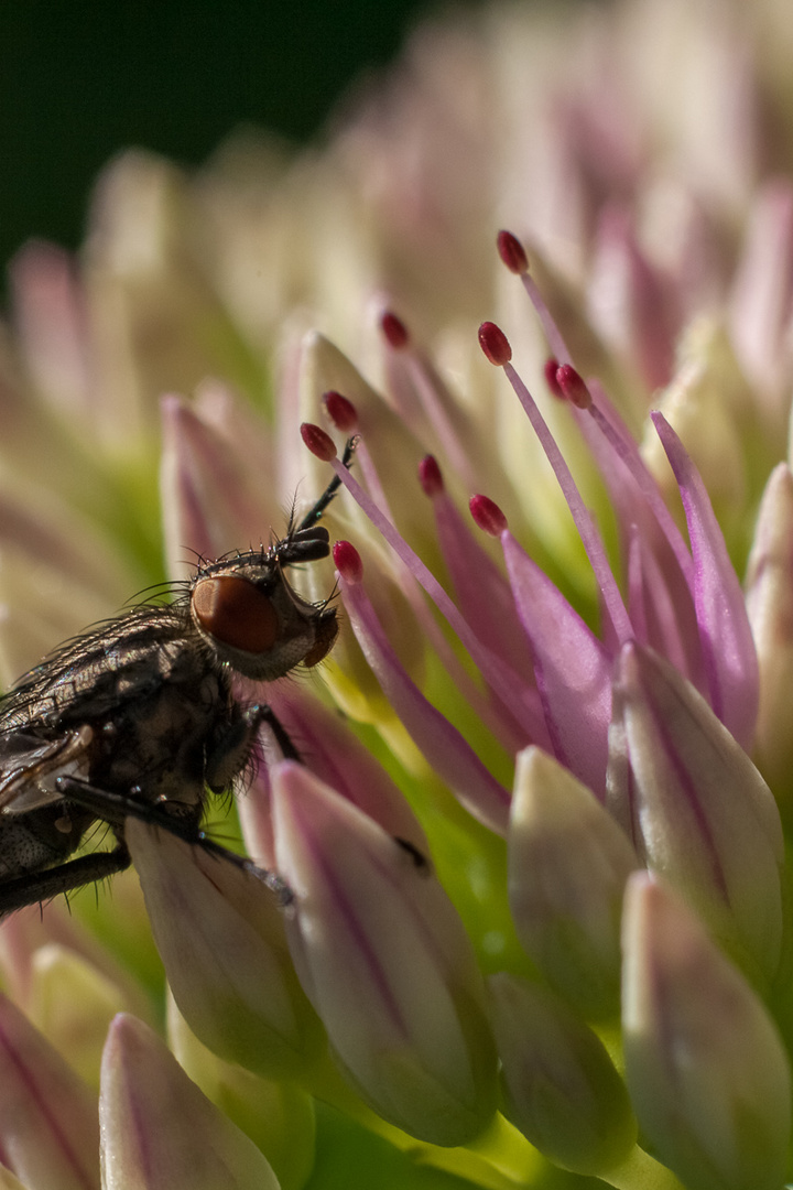 Brachycera auf Sedum Crassulaceae