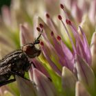 Brachycera auf Sedum Crassulaceae