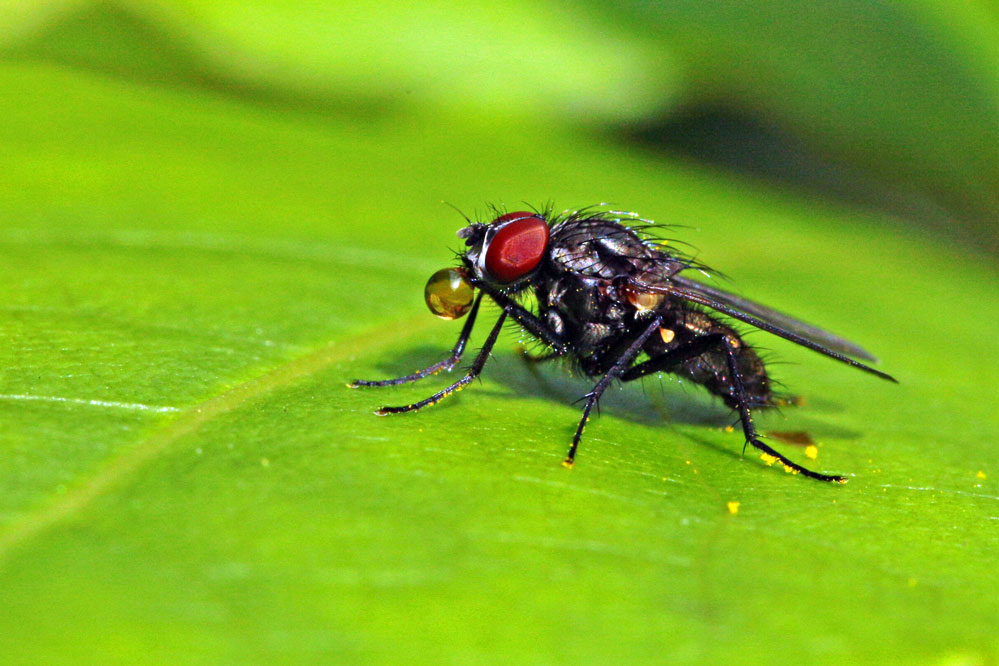 Brachycera bei der Regurgitation