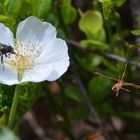 Brachycera on cloudberry flower