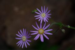 Brachycome - Blaues Gänseblümchen