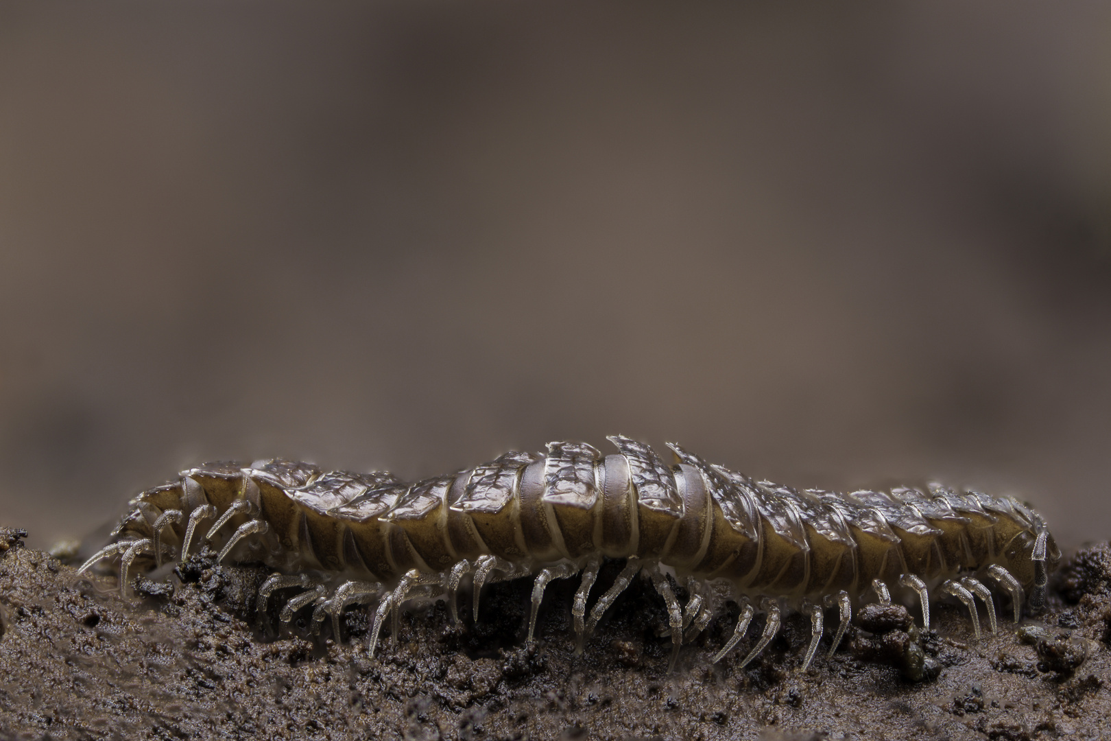Brachydesmus superus II Foto & Bild tiere, landschaft, naturmakros