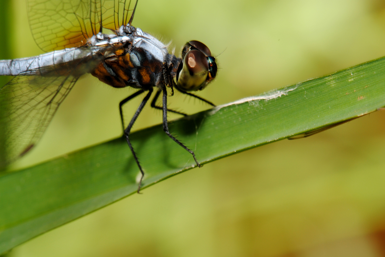 Brachydiplax chalybea, m Foto & Bild Bilder auf