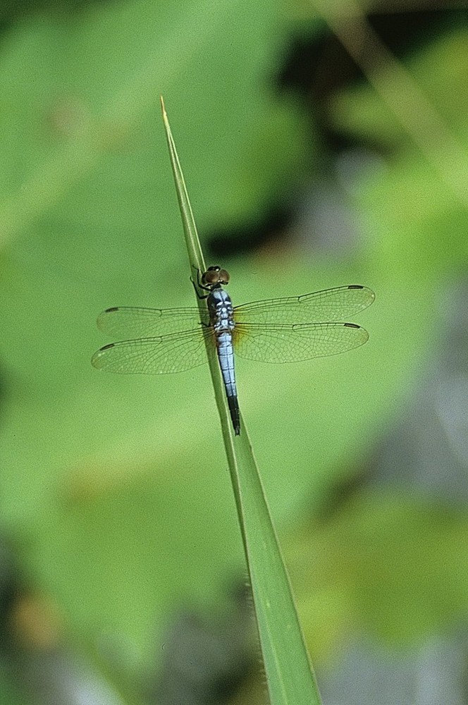 Brachydiplax chalybea (Thailand)