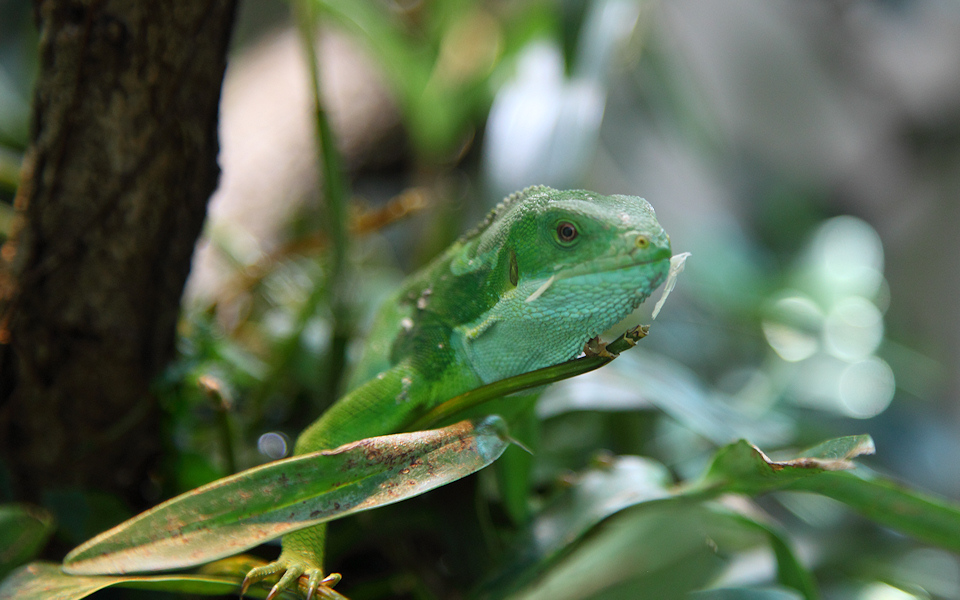 Brachylophus in a tree