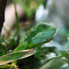 Brachylophus in a tree