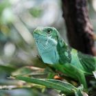 Brachylophus in the tree