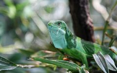 Brachylophus in the tree