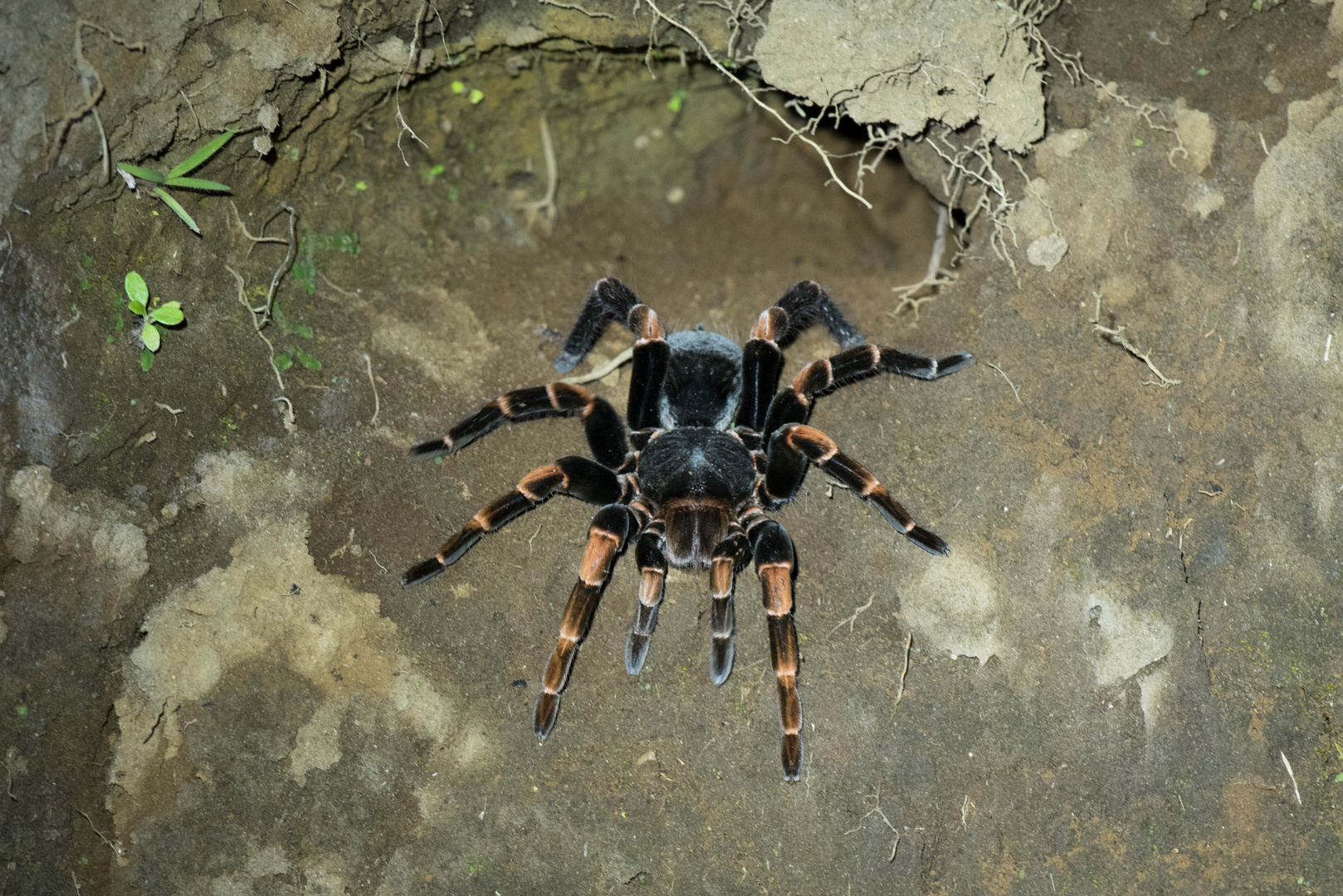 Brachypelma (1 von 1)