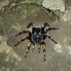 Brachypelma (1 von 1)