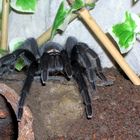 Brachypelma albiceps 2