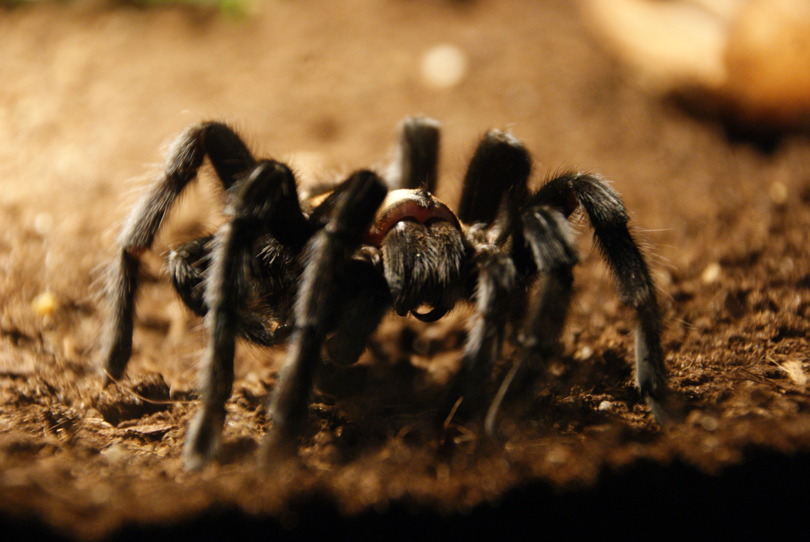 Brachypelma Albiceps Foto & Bild tiere, haustiere, terraristik Bilder