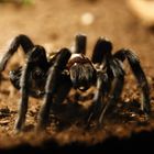 Brachypelma Albiceps