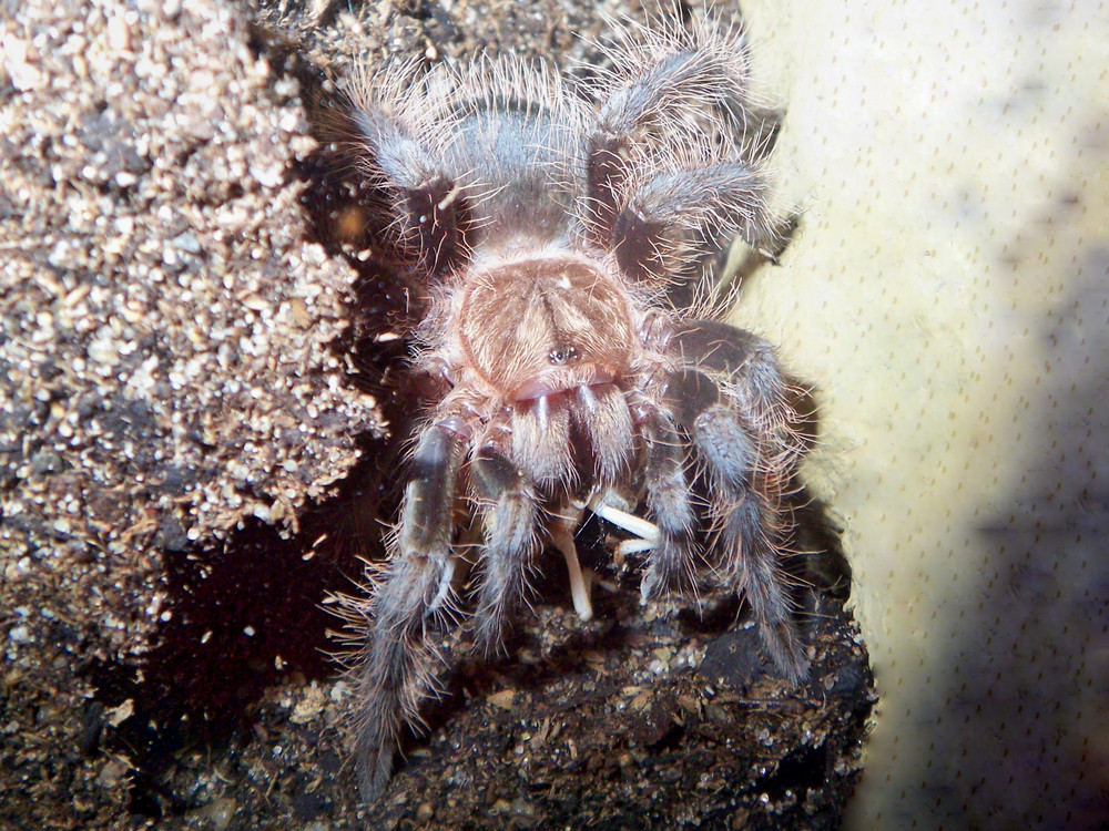 Brachypelma albopillosum